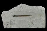 Fossil Belemnite (Youngibelus) - Germany #106362-1